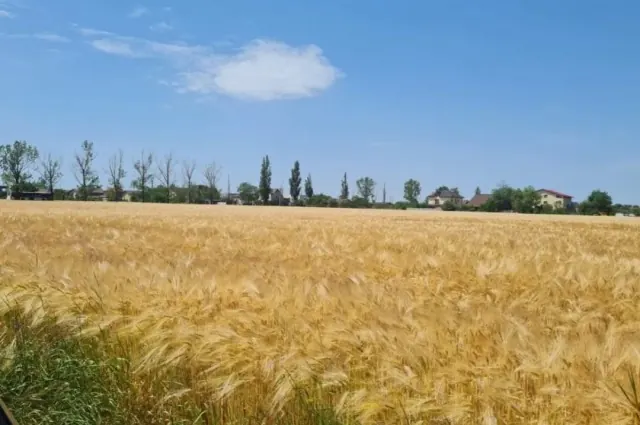Vânzare Teren în Balotești-4000mp, fotografia 3